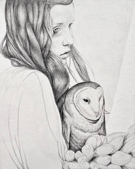 Owl Drawing