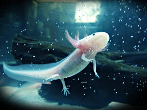 Axolotl Adolescent