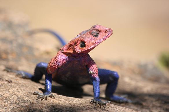 Rock agama