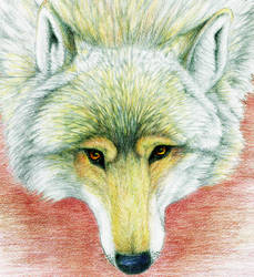 Wolf Portrait by Demeritas