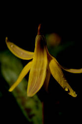 Banana Flower