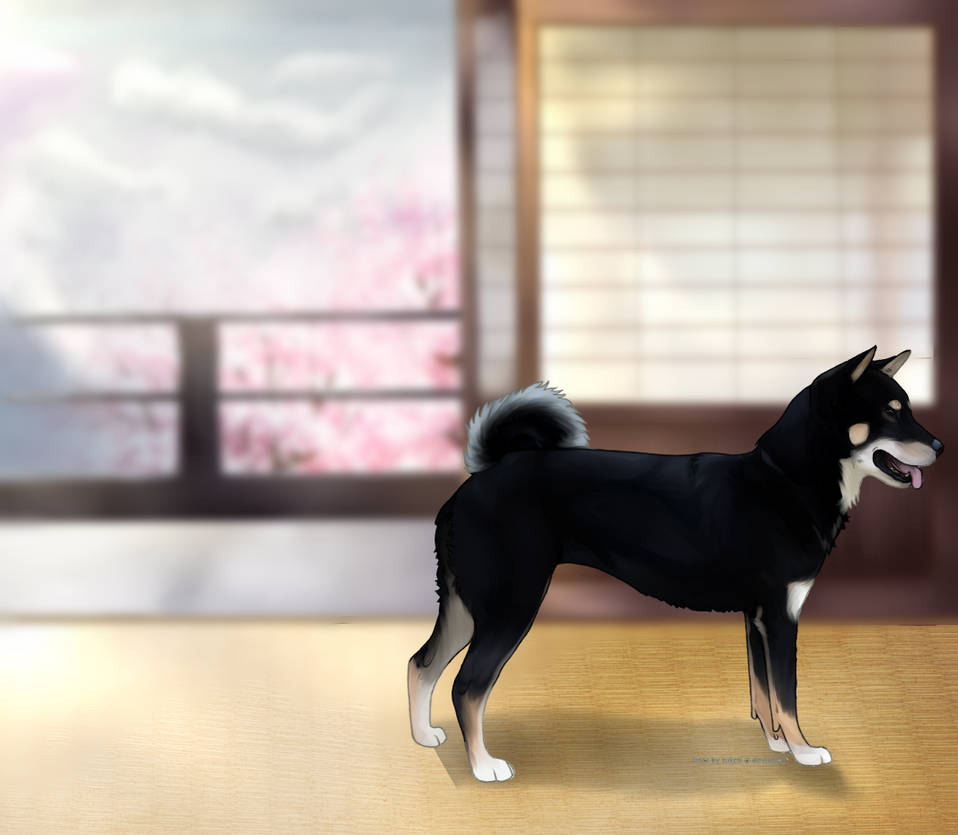 Sorahime Hana Go Tenshi Sou By Tenshikennels On Deviantart