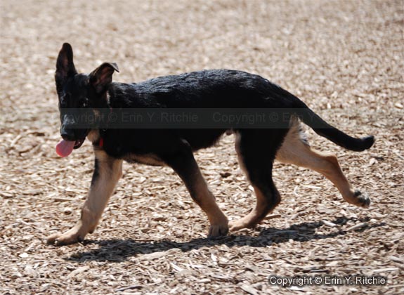 Cute German Shepherd Puppy1