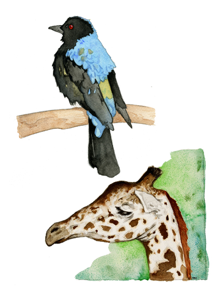 Bird and Giraffe watercolors