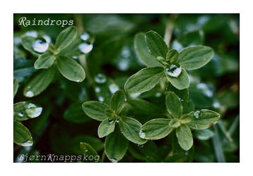 Raindrops on green flowers