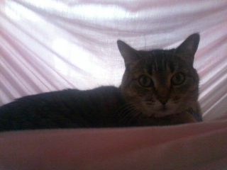 Kitty in a Canopy