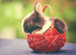 [21/30] - Bunny Basket by Sarah-BK