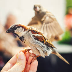 Berlin Birds