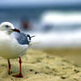 Seagull