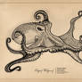 Octopus Vulgaris