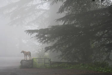 dog in the mist