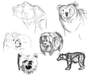 Bear studies