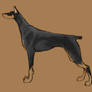 Doberman