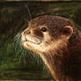Oriental Small-clawed Otter