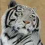 White Tiger