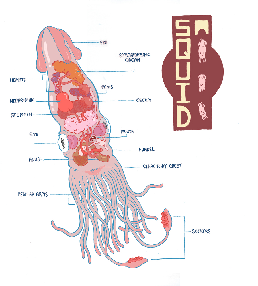 squid diagram