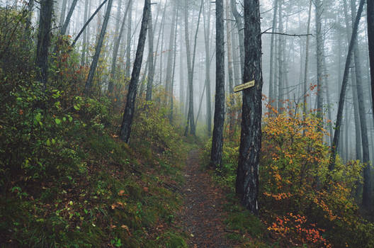 through the forest