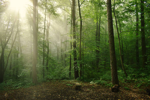 sun on a foggy summer morning