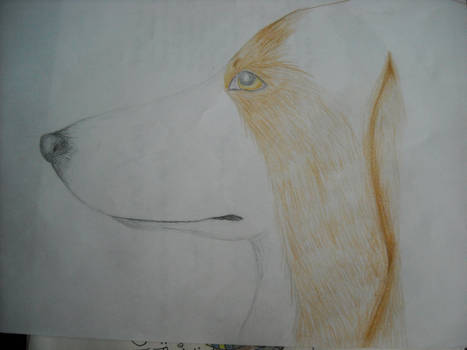 Basset Hound or Beagle WIP