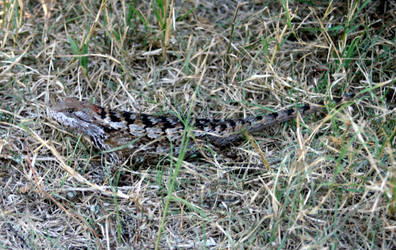 Texas Spiny Lizard