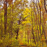 Autumn forest