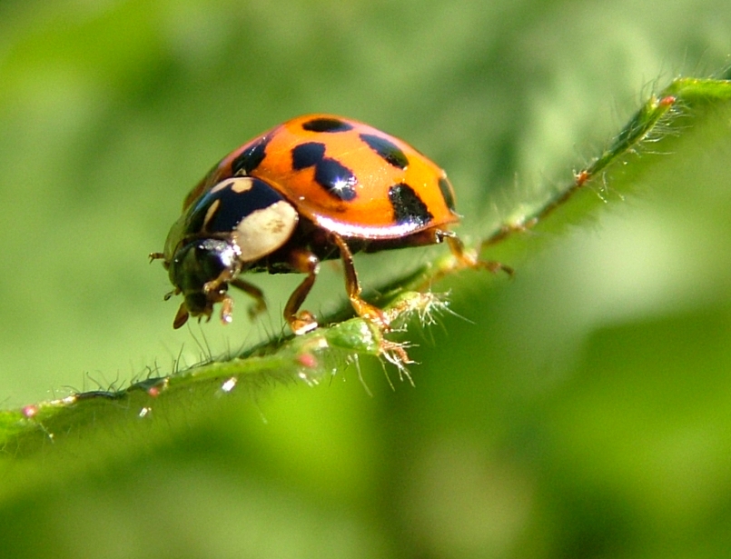 ladybug1