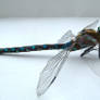 Dragonfly angle 1