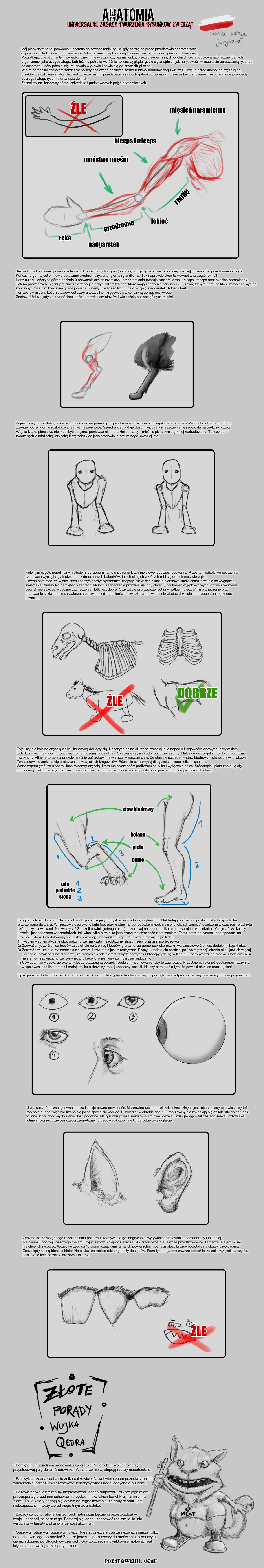 Anatomy Tutorial PL