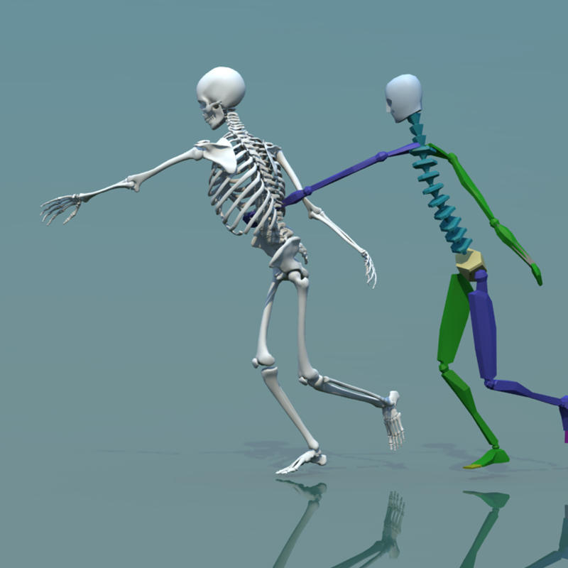 Три д скелет человека. Скелет 3д. 3ds Max скелет человека модель. 3д модель скелета человека Blender. Макет скелета.