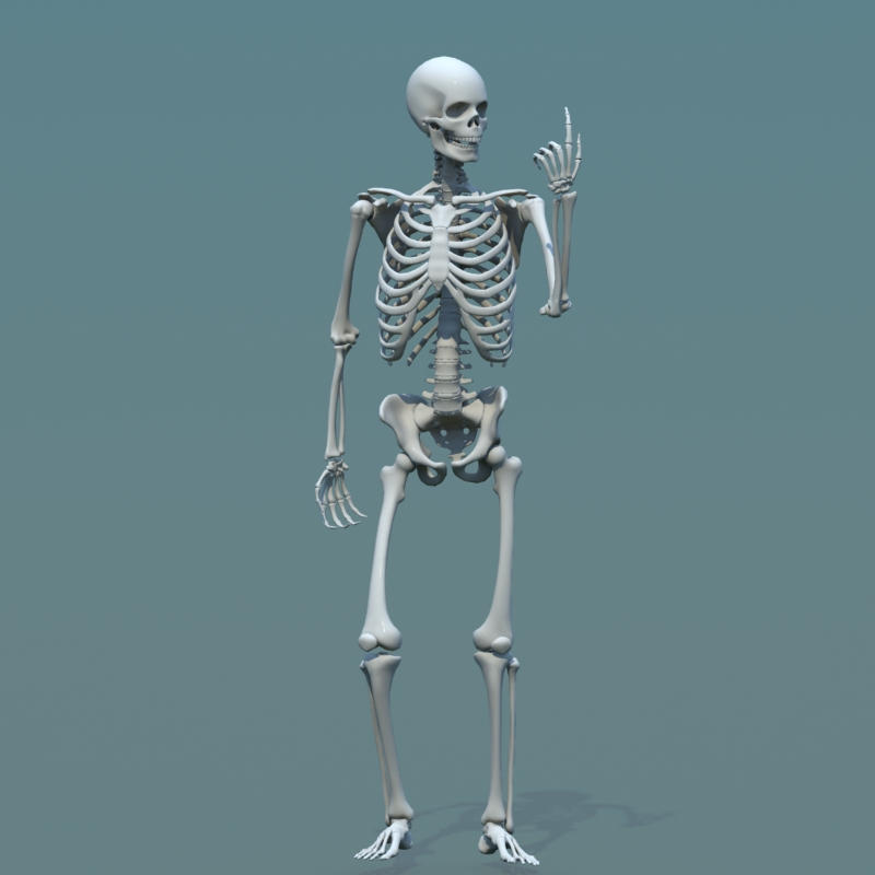 Три д скелет человека. Модель скелета человека. Скелет человека 3д. Скелет человека анатомия 3д кости. Скелет для моделирования.