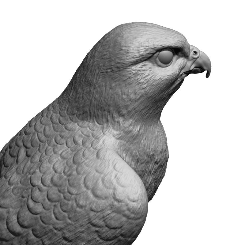 Птичка 3 буквы. Falcon 3d model. Птица 3д модель. Птица 3д моделирование. Сокол 3д модель.