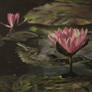 pink water lily