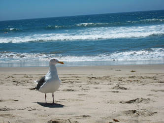 Seagull on the Beach