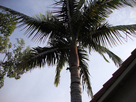 My Aunt + Uncles Palm Tree