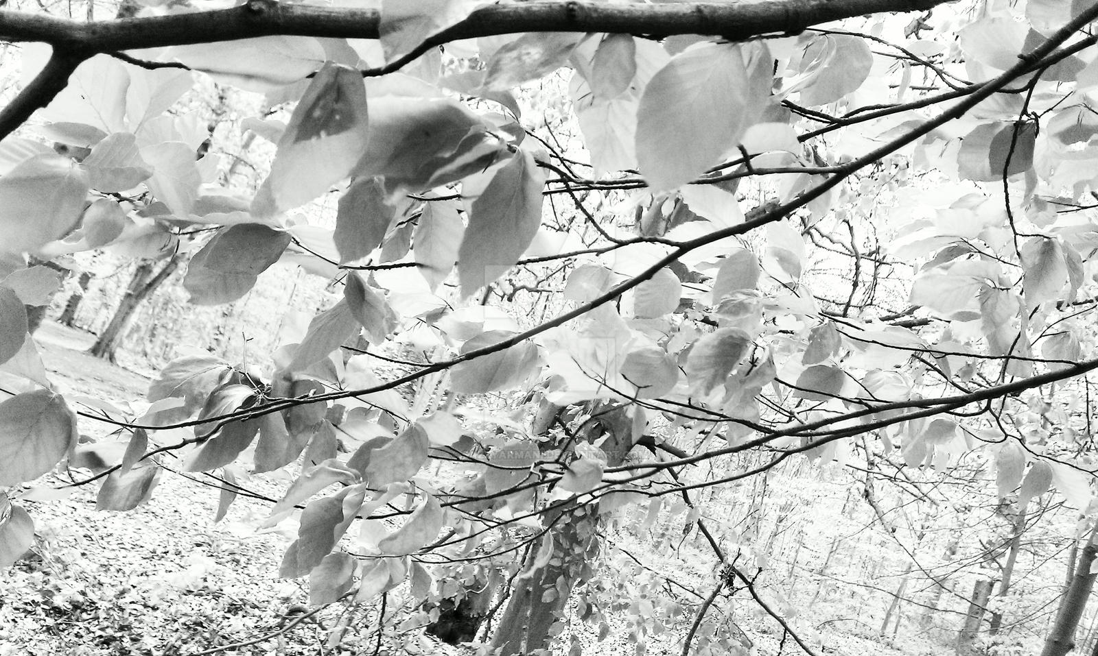 Black and White Spring Time in Woods