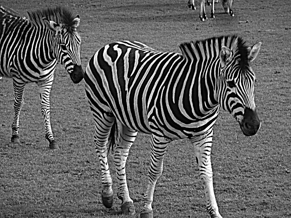 Zebras