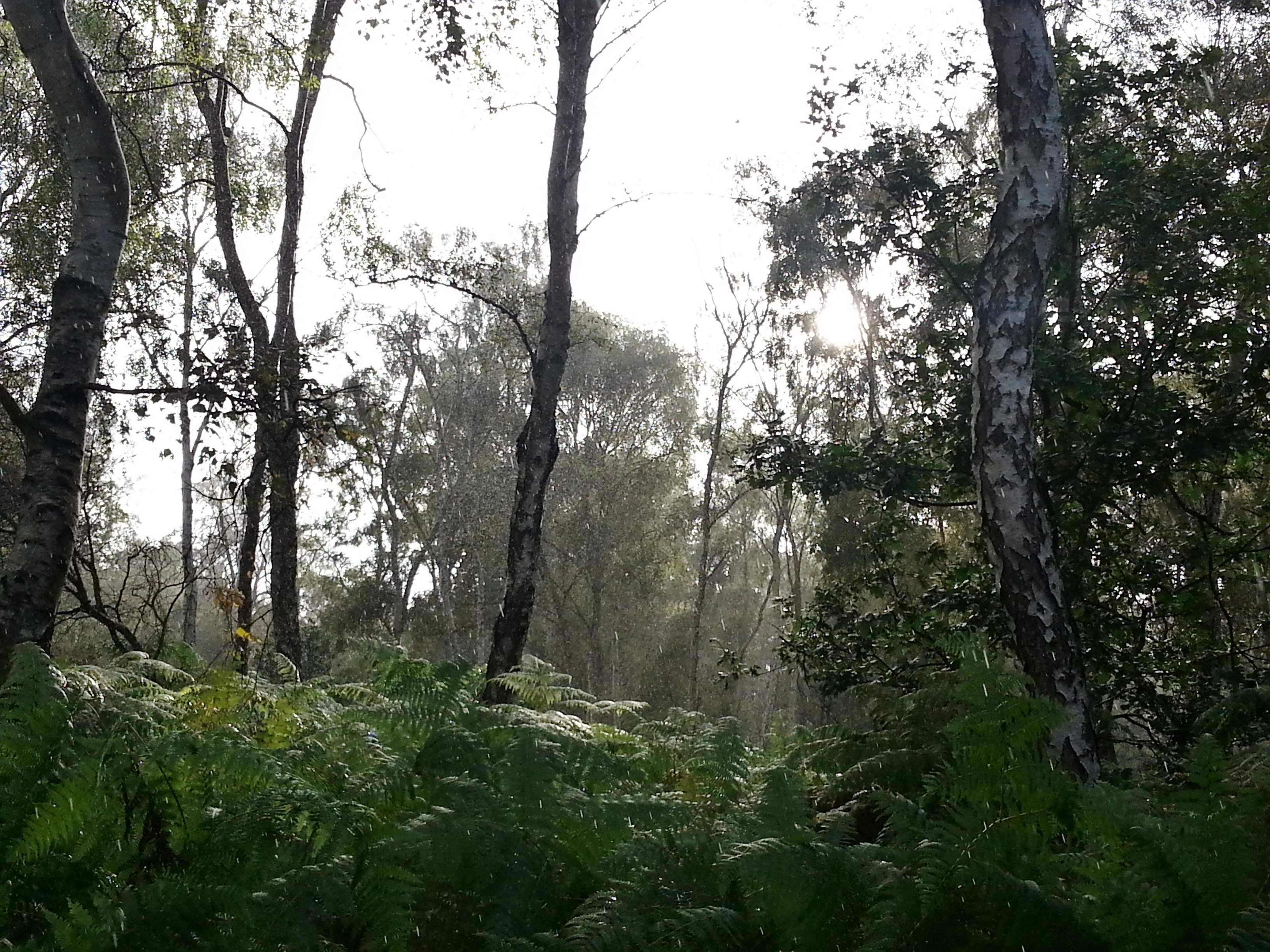 Rain in Sherwood Forest