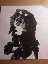 Spaniel stipple