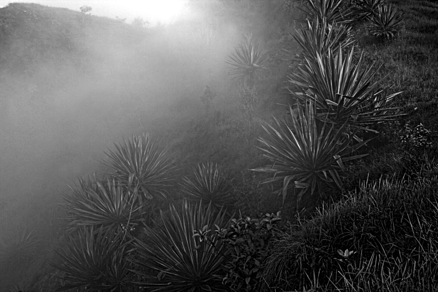 Agave plants