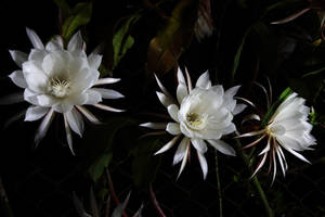 Queen of the Night flowers