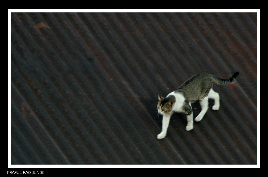 Cat on a hot tin roof