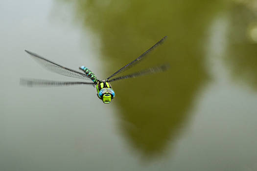 Aeshna cyanea dragonfly