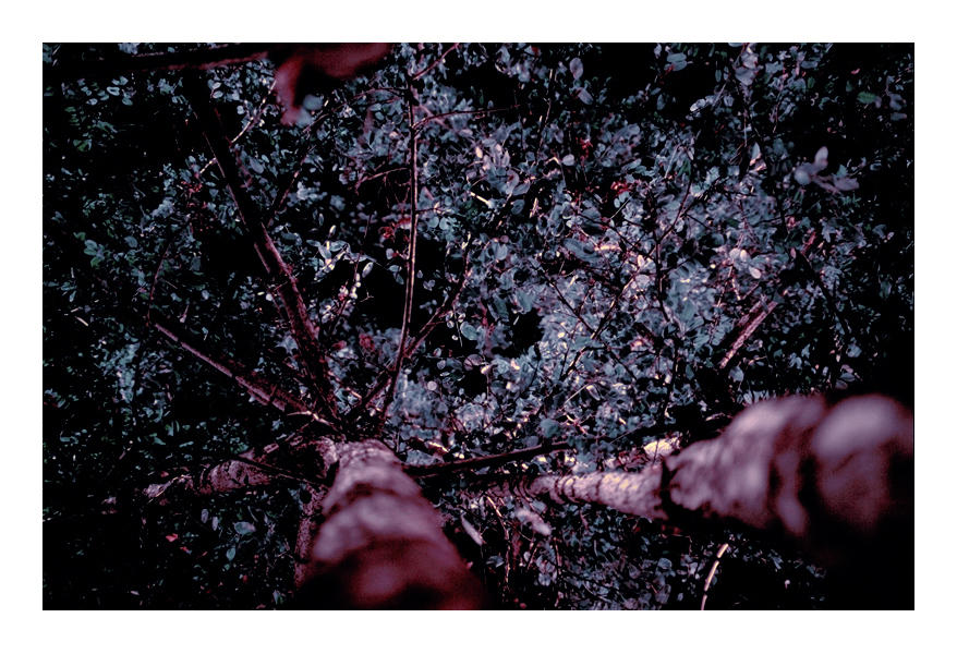 nocturnal tree by greyVision on DeviantArt