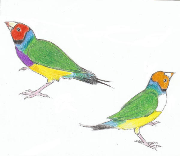 Gouldian Finches