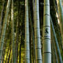 Gaia10 Bamboo Wallpaper