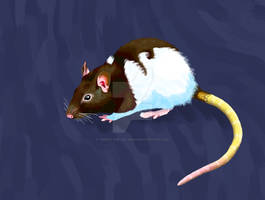 Brown and White Rat
