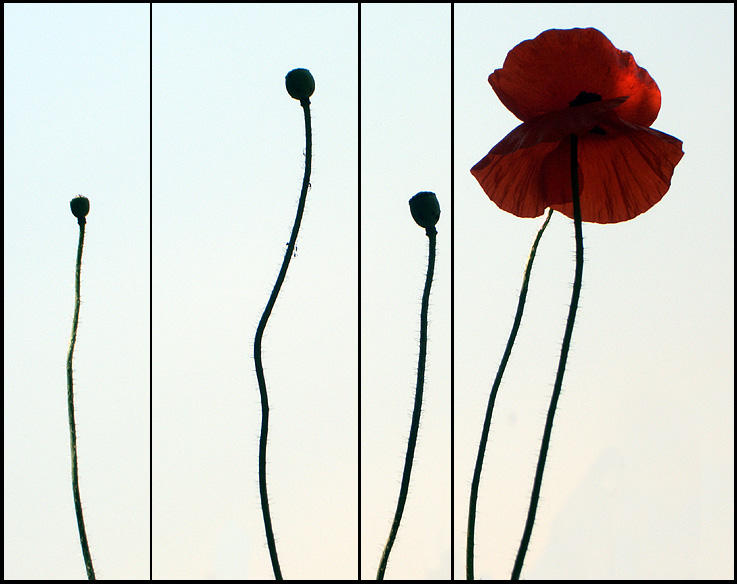 Poppies