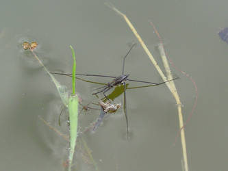 water spider