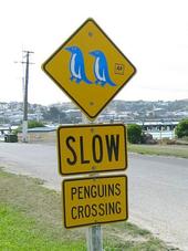 penguin crossing