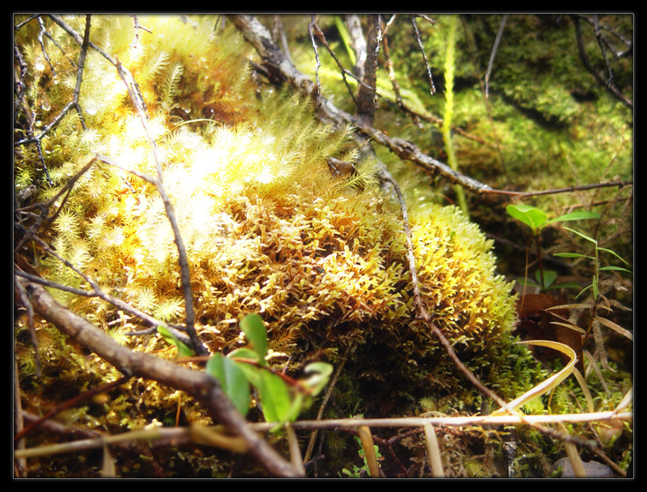 Sunlit Moss